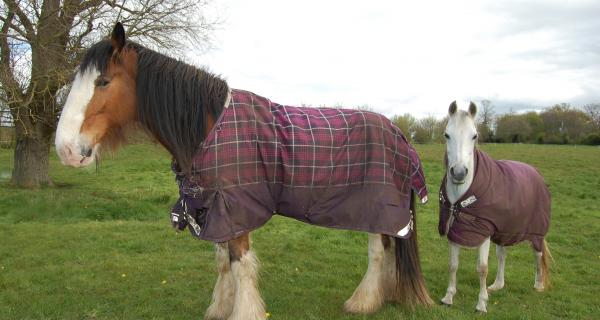 Ted the Clydesdale visits Wortham for the weekend for summer with his friend